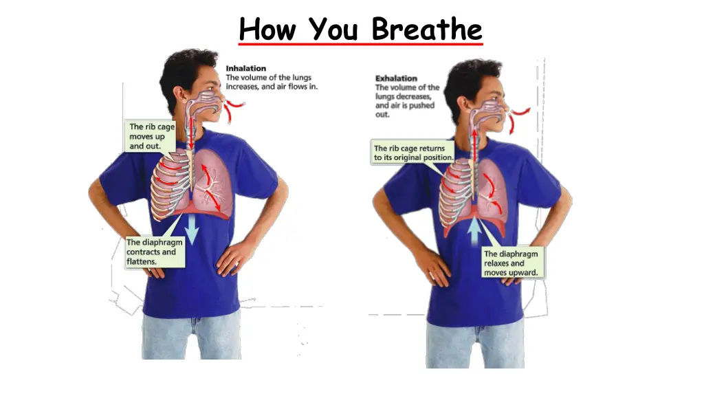 the respiratory system