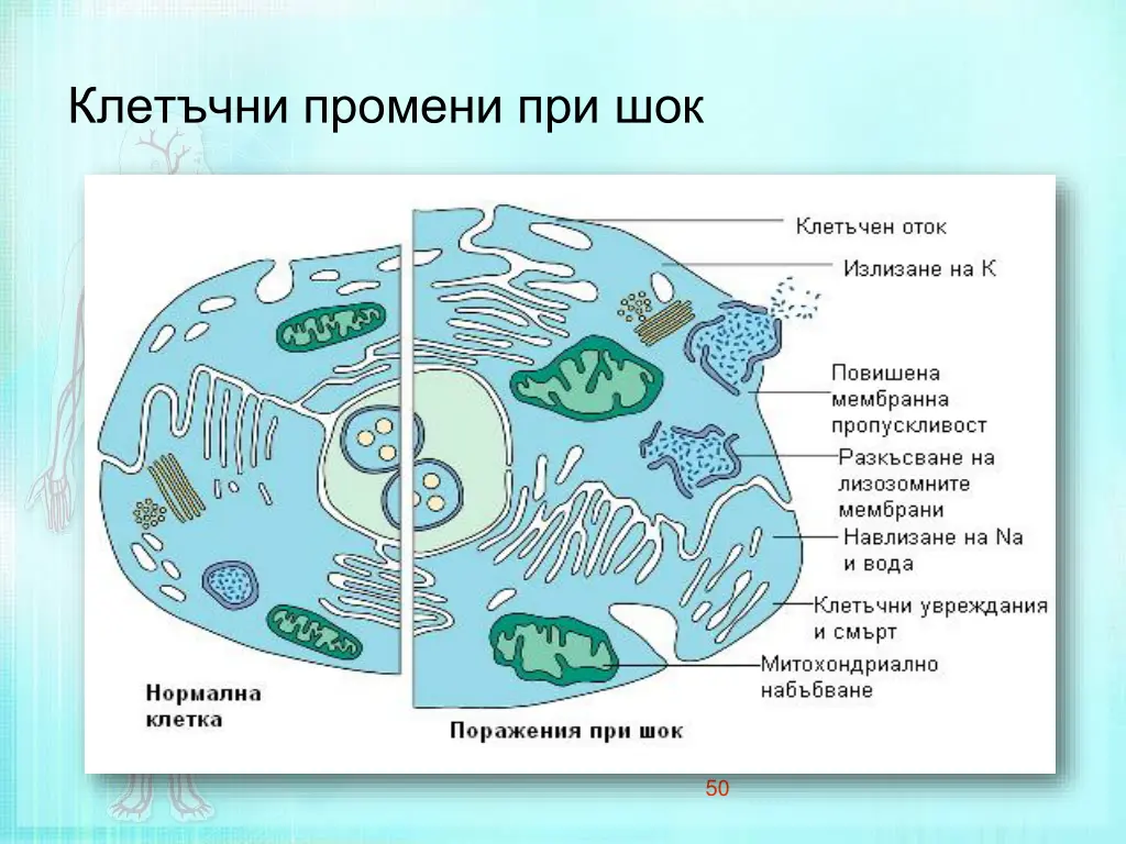 slide50