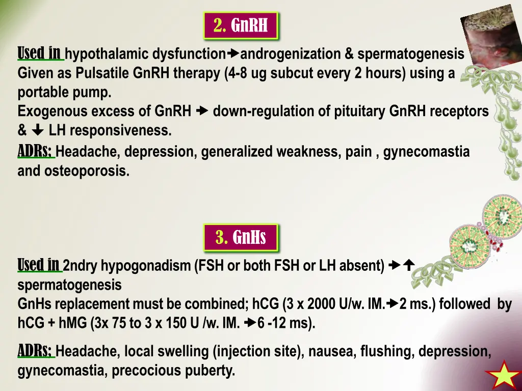 2 gnrh