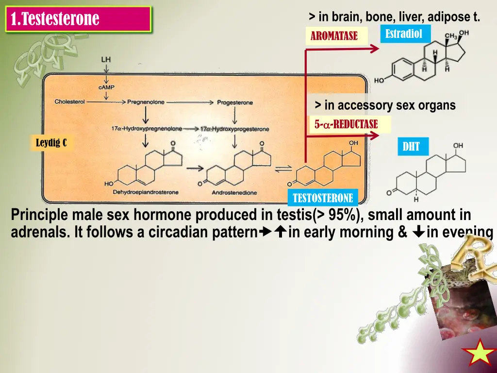 in brain bone liver adipose t