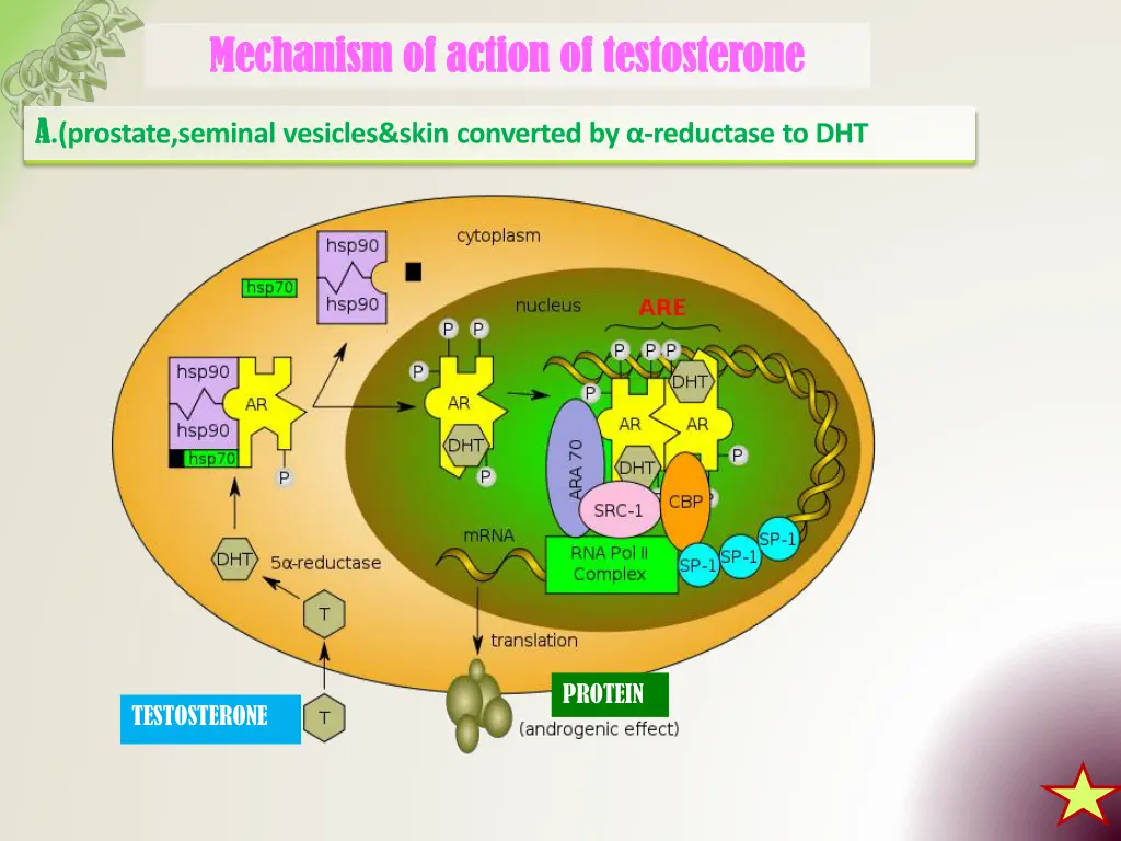 mechanism of action of testosterone mechanism
