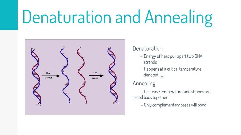 denaturation and annealing