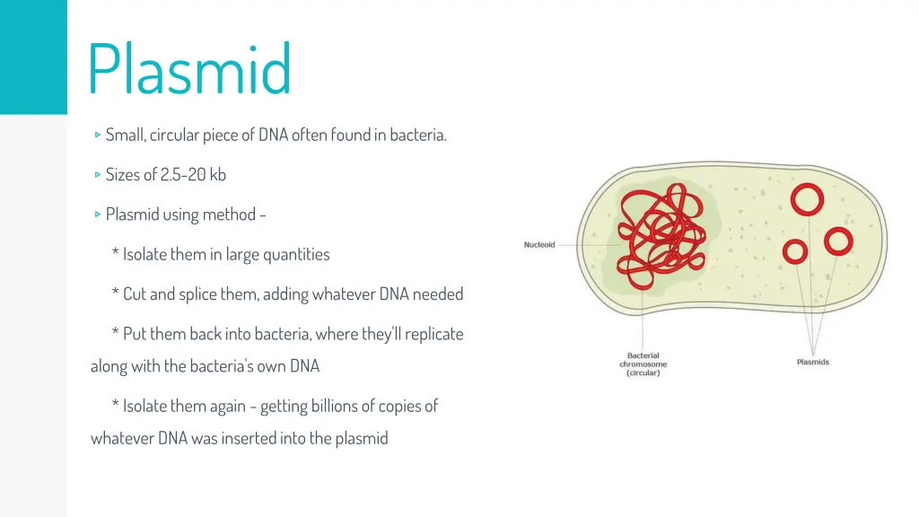 plasmid