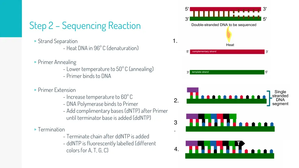 step 2 sequencing reaction