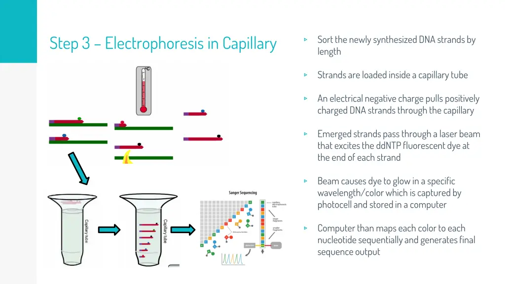 step 3 electrophoresis in capillary