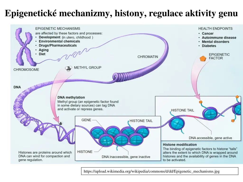 epigenetick mechanizmy histony regulace aktivity