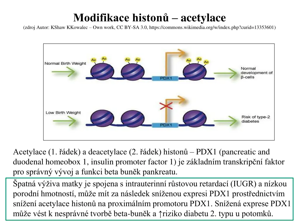 modifikace histon acetylace zdroj autor kshaw
