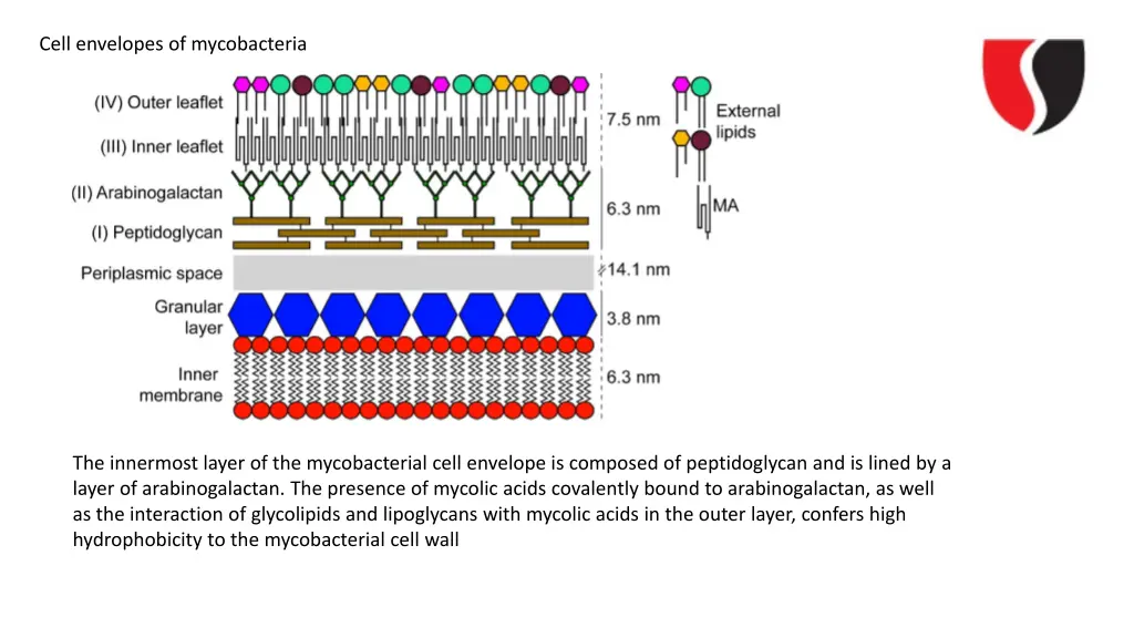 cell envelopes of mycobacteria