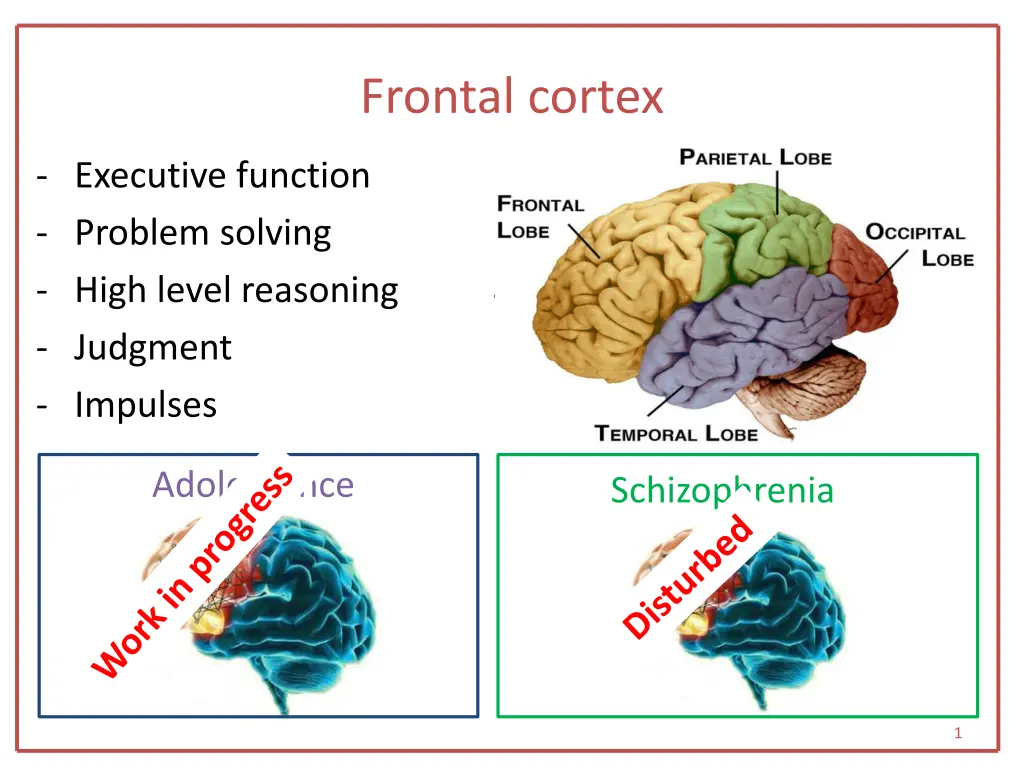 frontal cortex