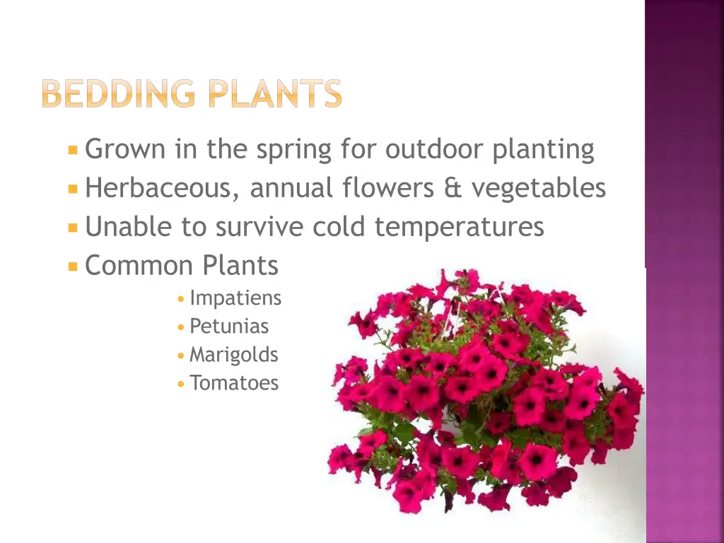 bedding plants