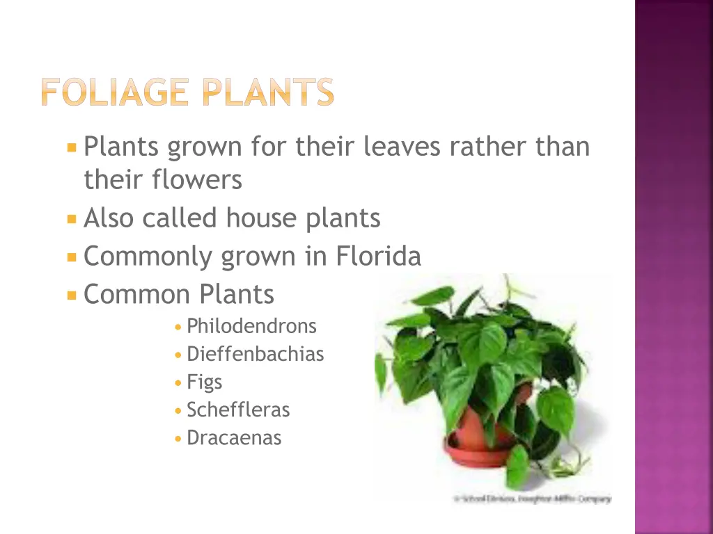 foliage plants