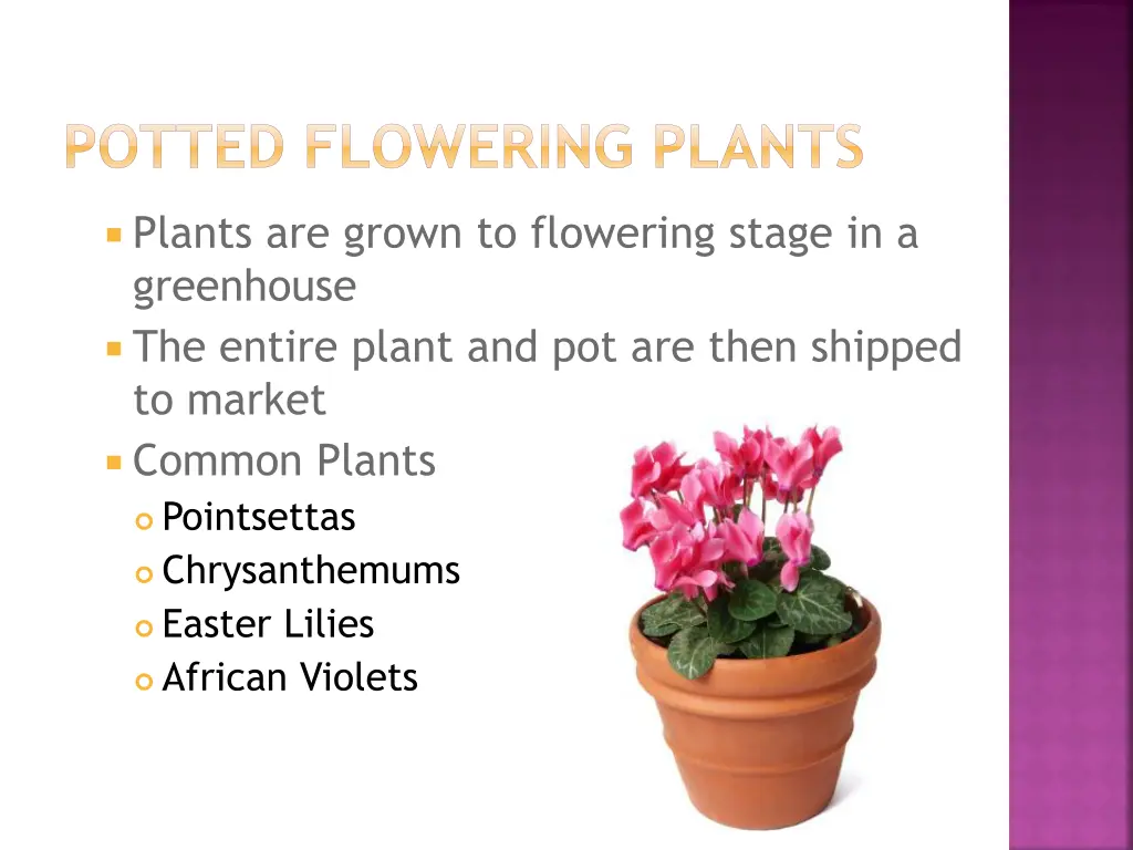potted flowering plants