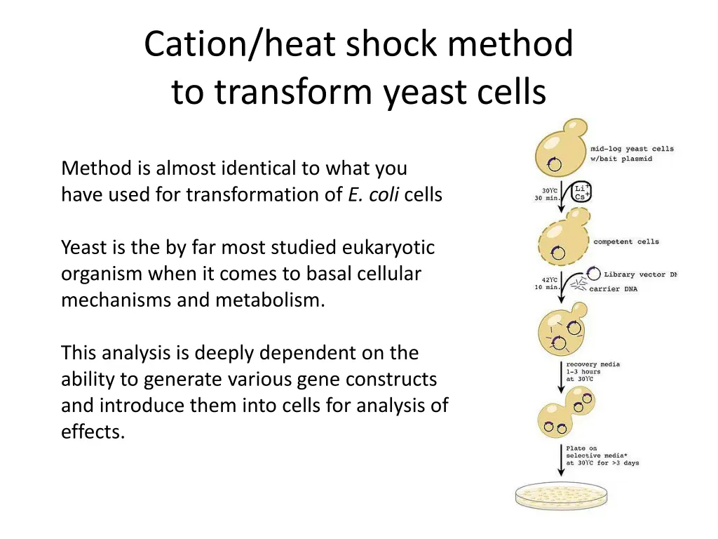 cation heat shock method to transform yeast cells