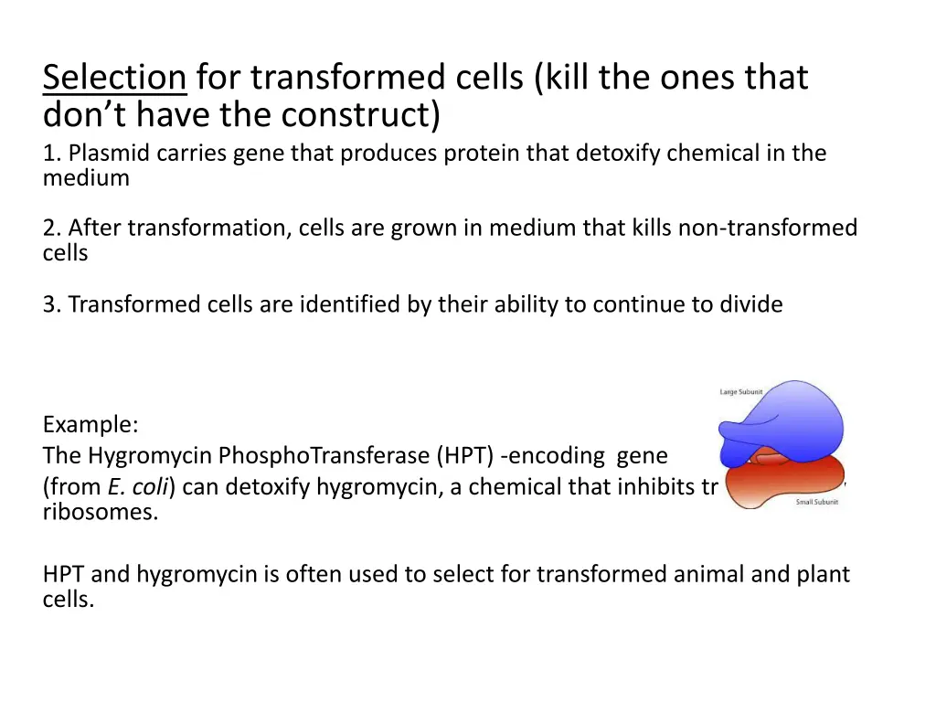 selection for transformed cells kill the ones