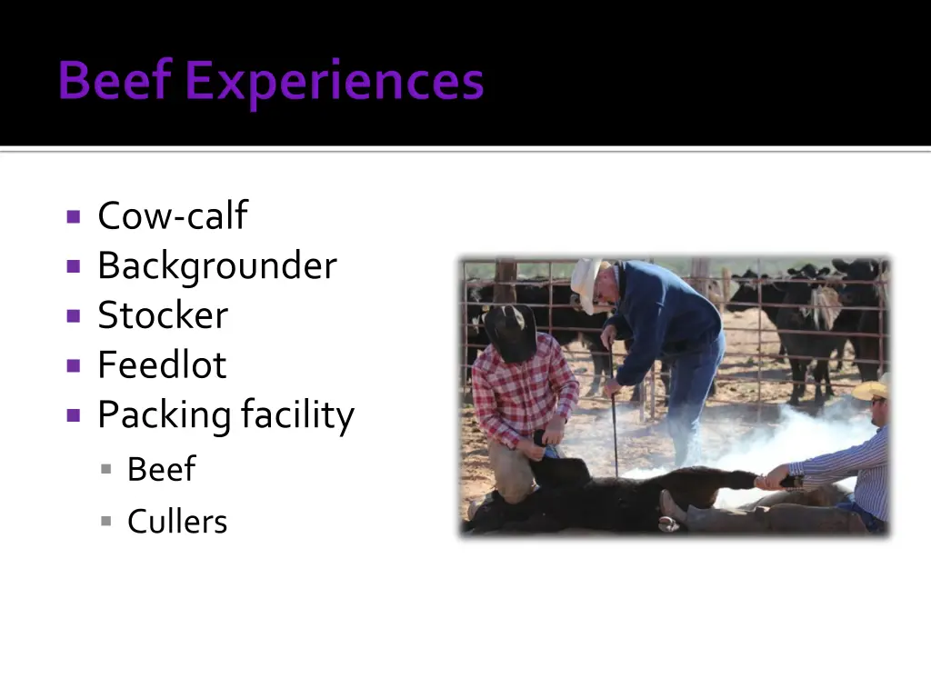 cow calf backgrounder stocker feedlot packing