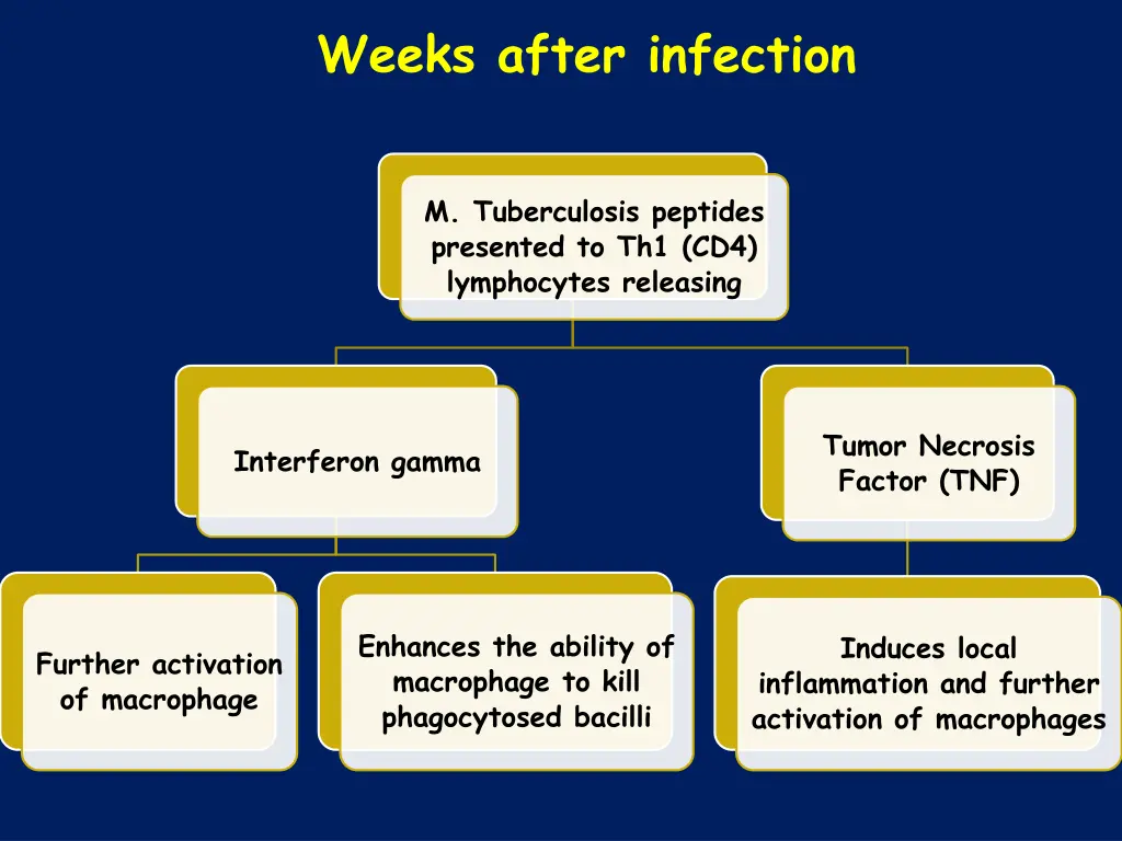weeks after infection