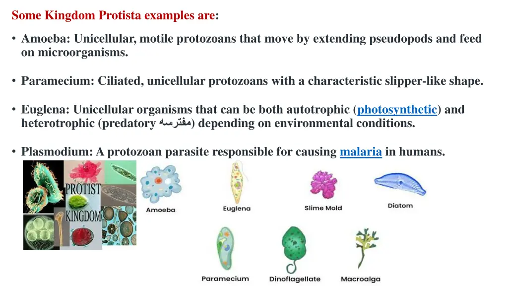 some kingdom protista examples are