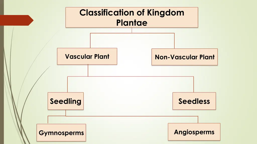 classification of kingdom plantae