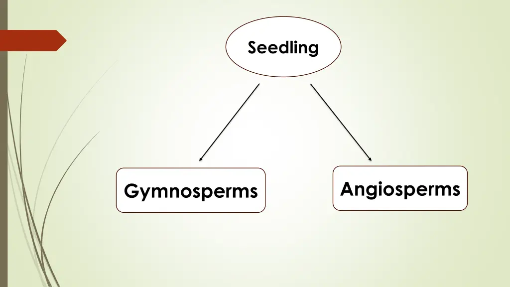 seedling