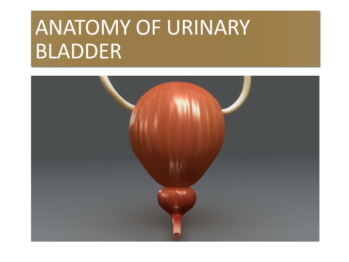 anatomy of urinary bladder