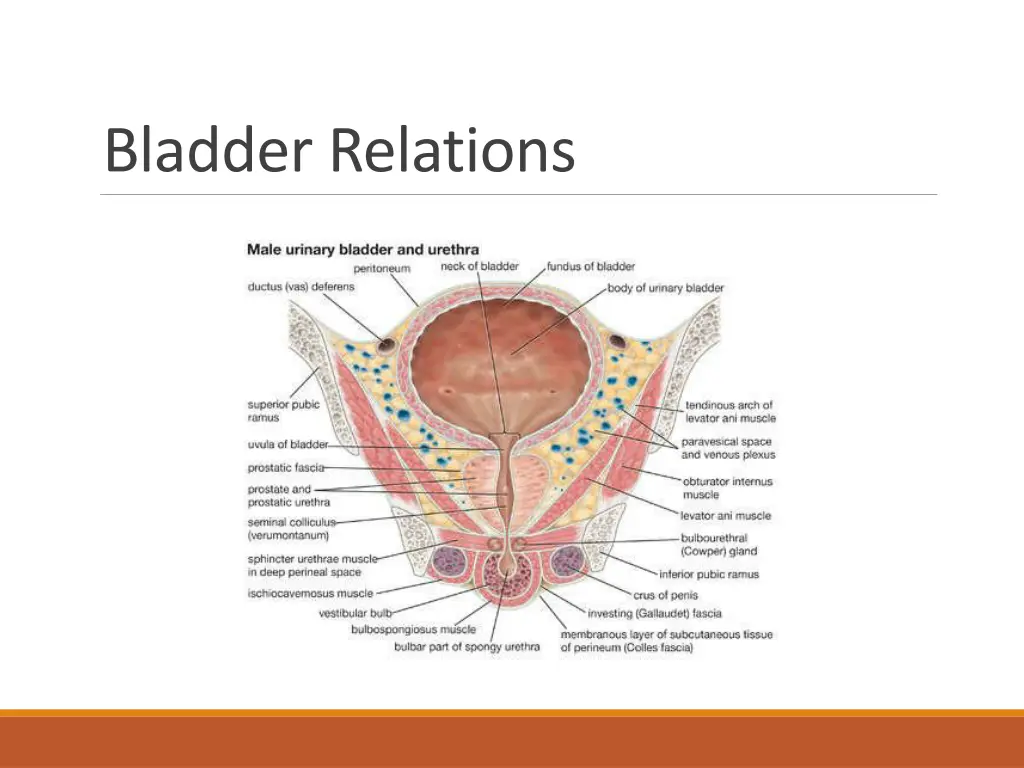 bladder relations