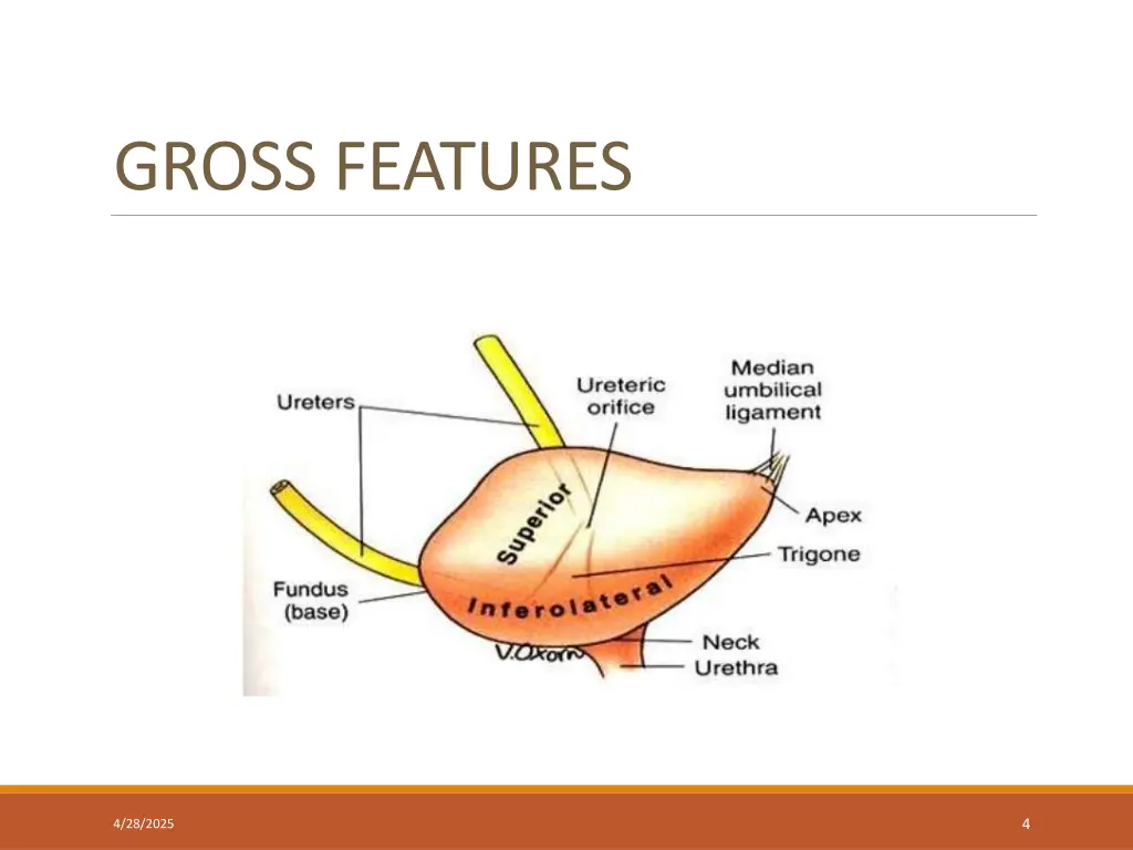 gross features 1