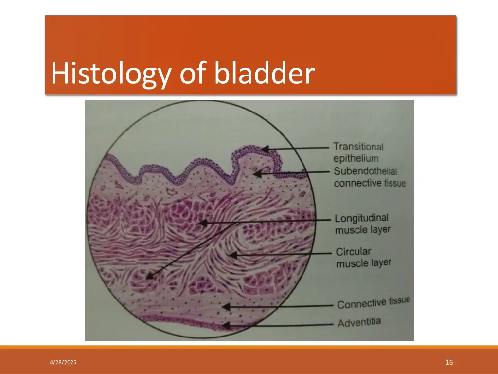 histology of bladder 1