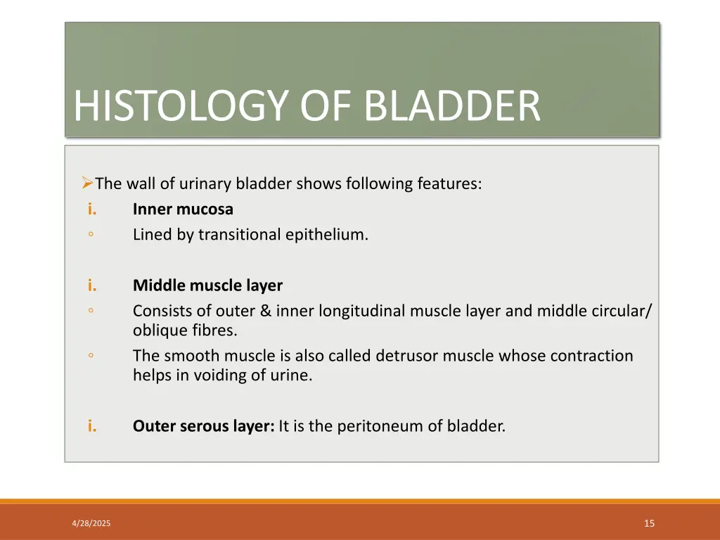 histology of bladder