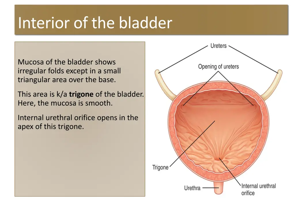 interior of the bladder
