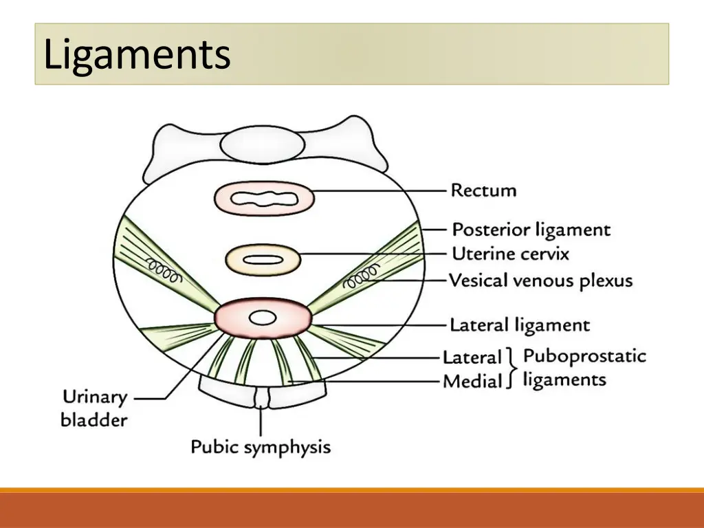 ligaments