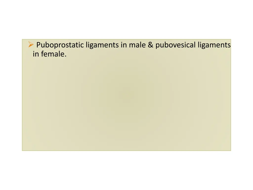puboprostatic ligaments in male pubovesical