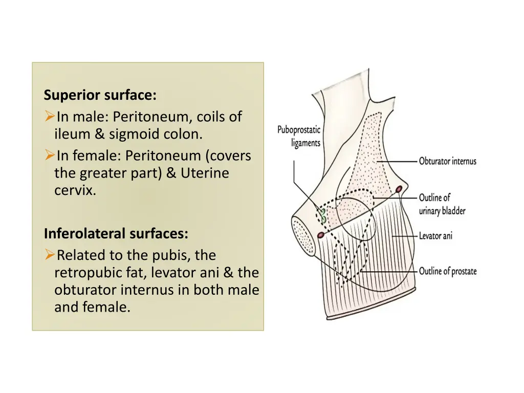 superior surface in male peritoneum coils