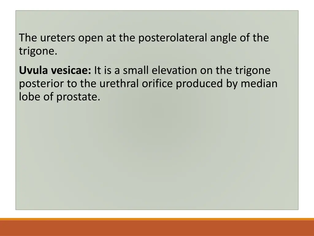 the ureters open at the posterolateral angle