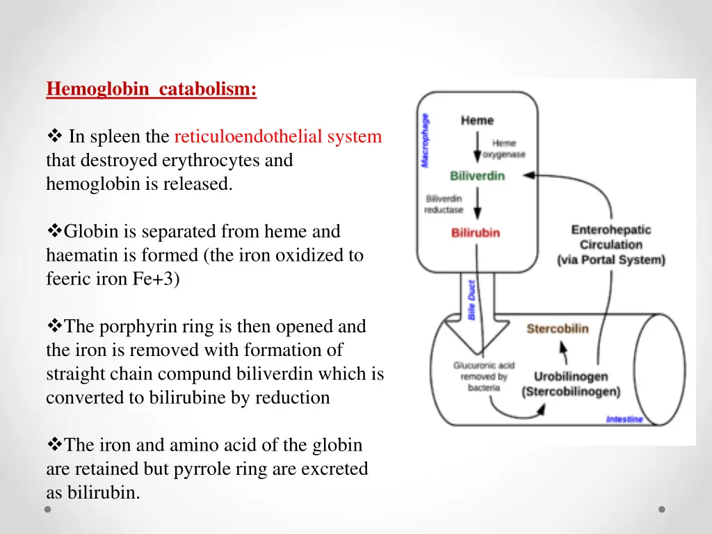 hemoglobin catabolism