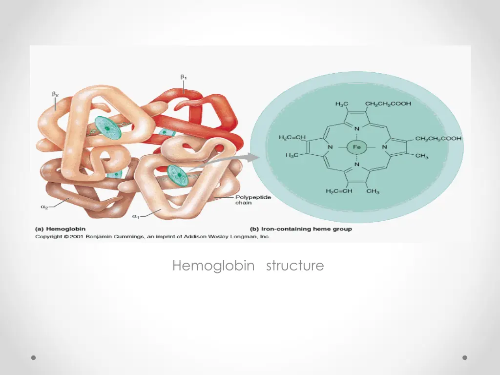 hemoglobin structure