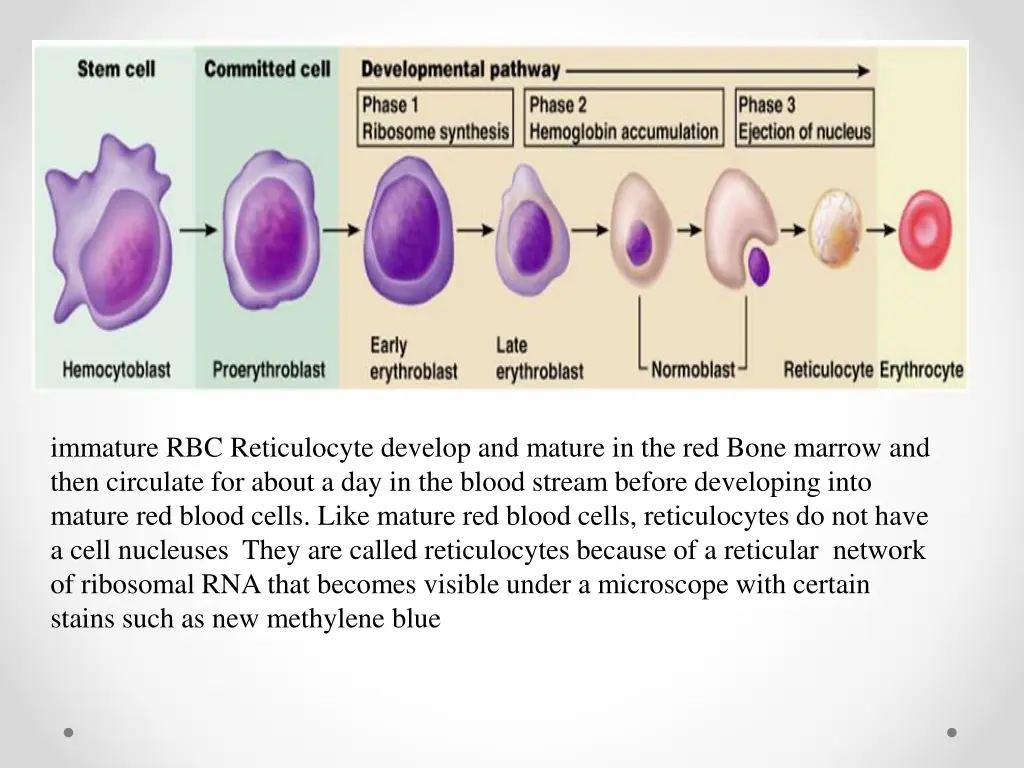 immature rbc reticulocyte develop and mature