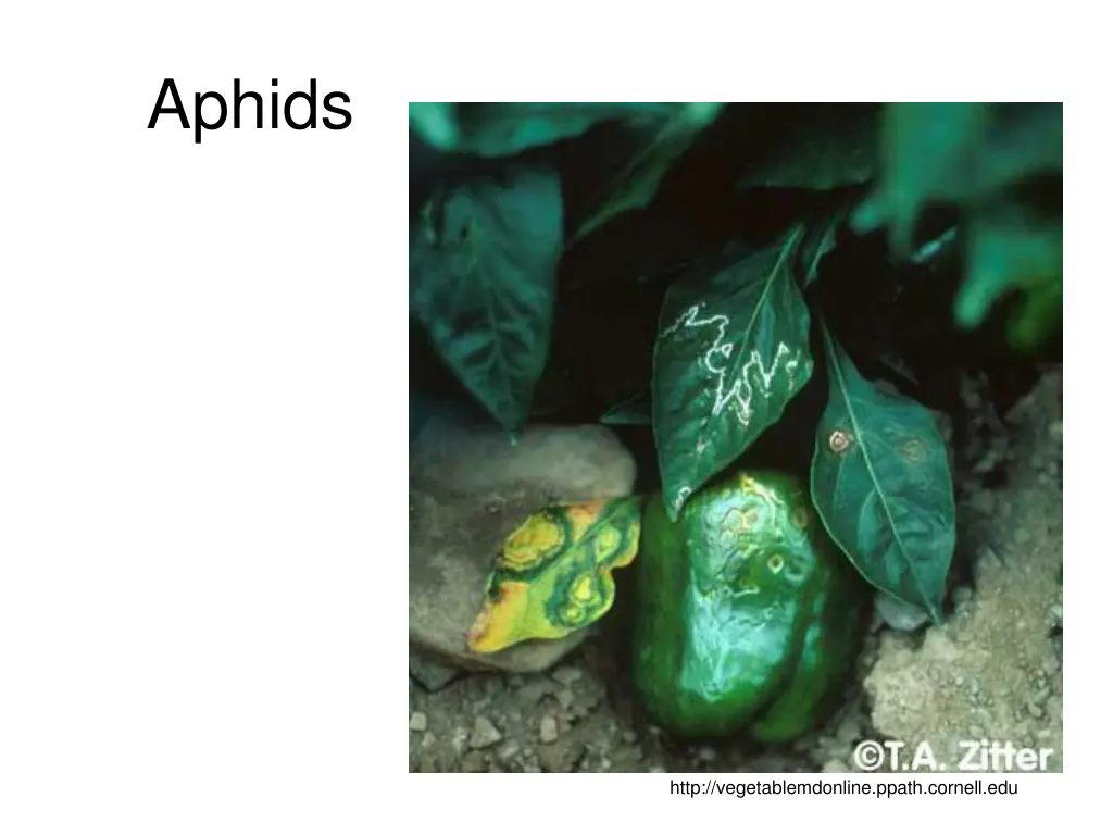 aphids
