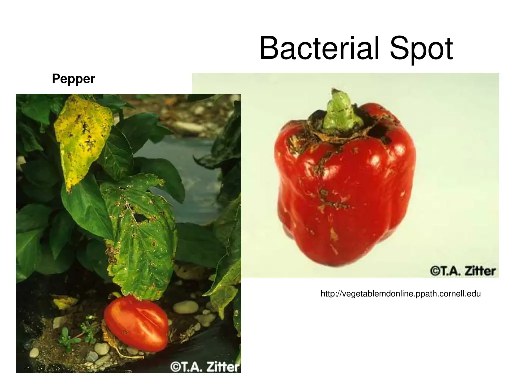 bacterial spot