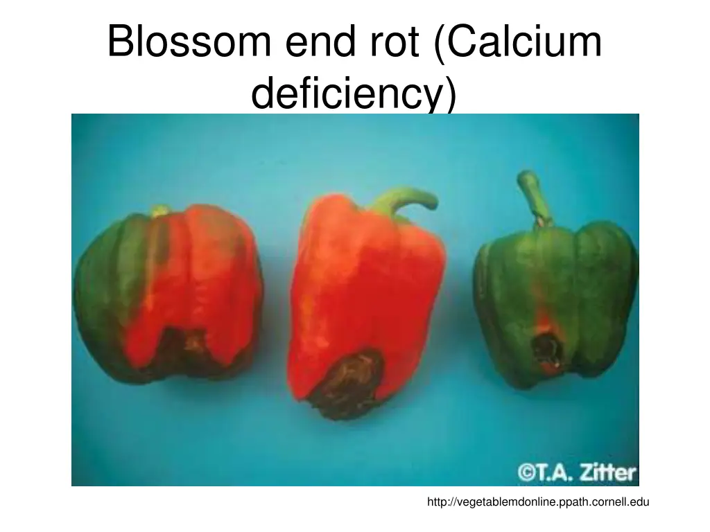 blossom end rot calcium deficiency
