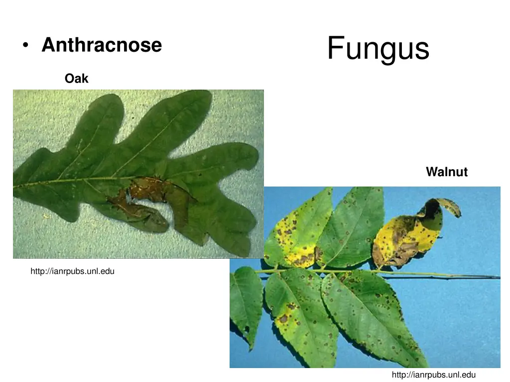 fungus 1