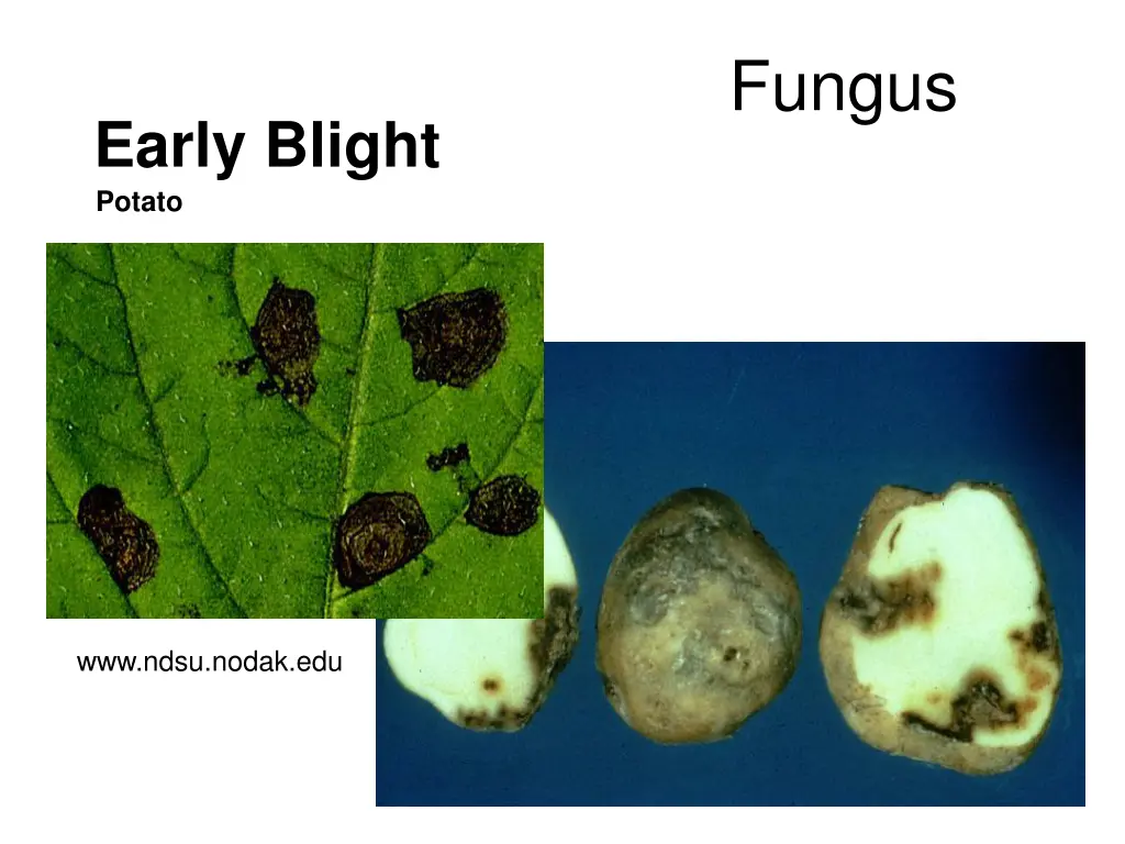 fungus 11