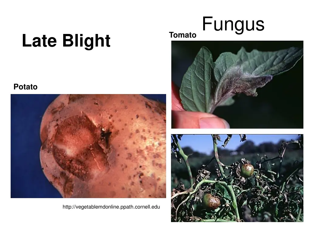 fungus 13