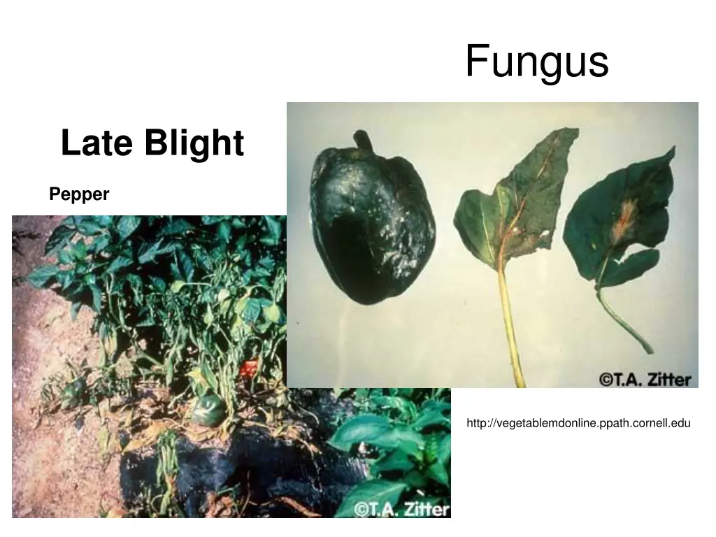 fungus 14