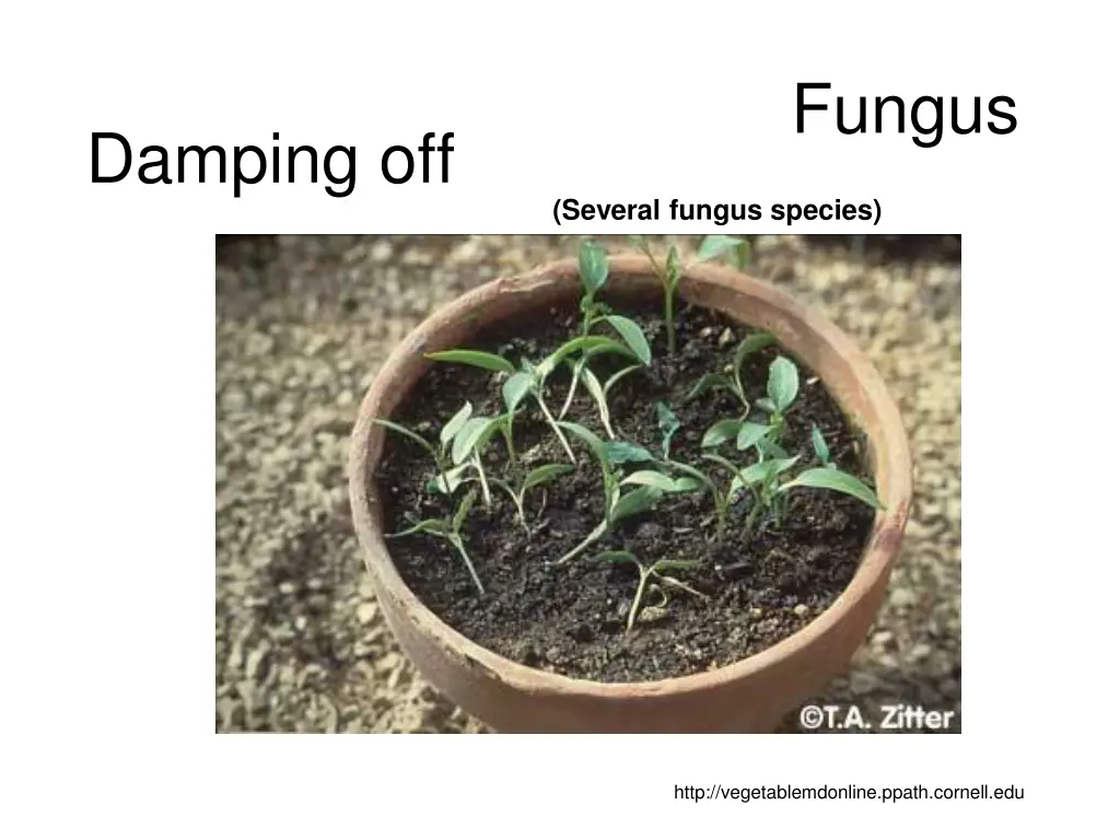 fungus 17