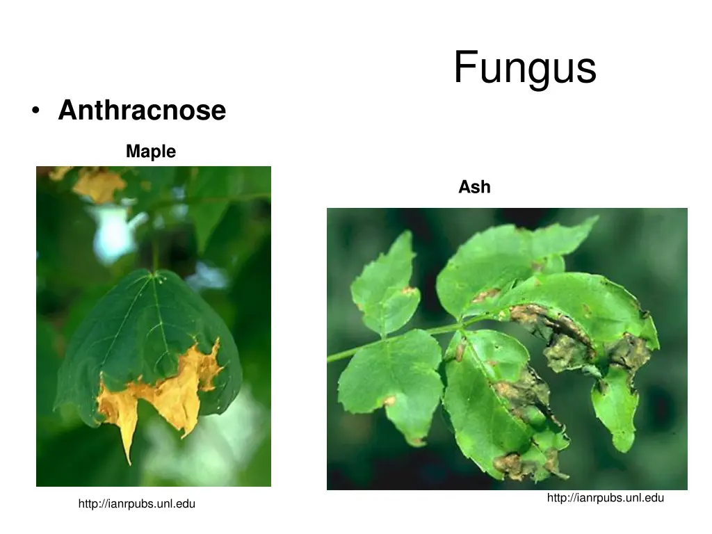 fungus 2