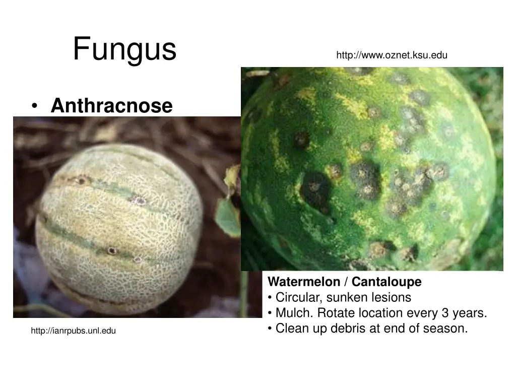 fungus 3