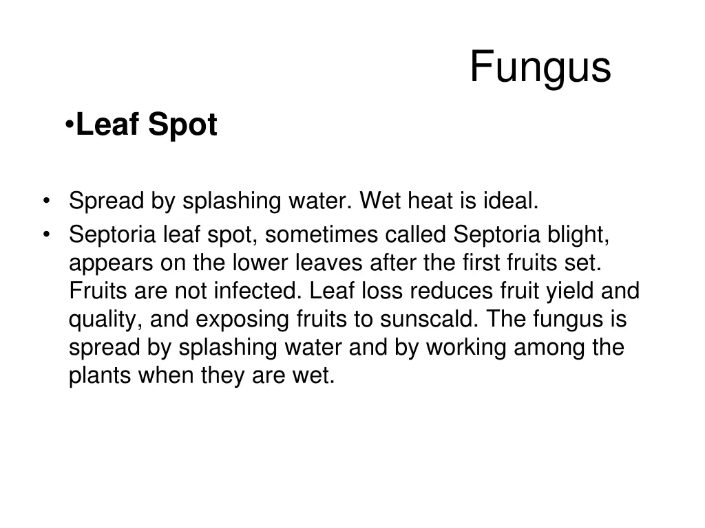 fungus 4