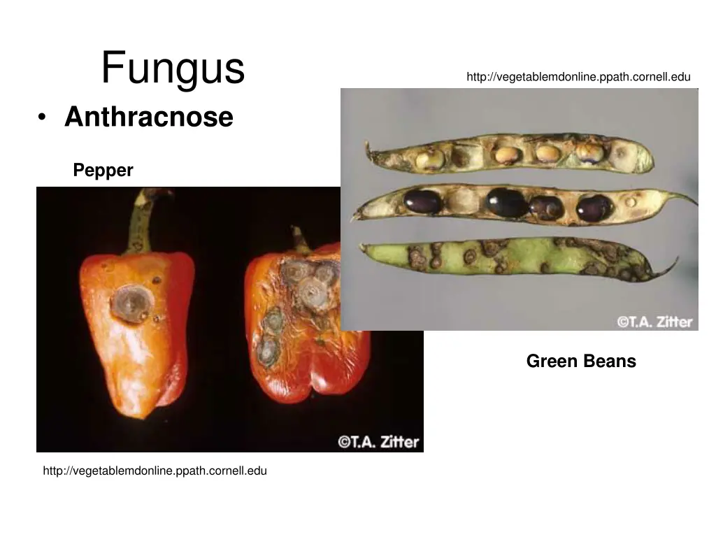 fungus anthracnose