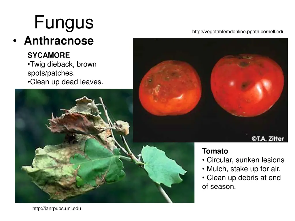 fungus anthracnose sycamore twig dieback brown