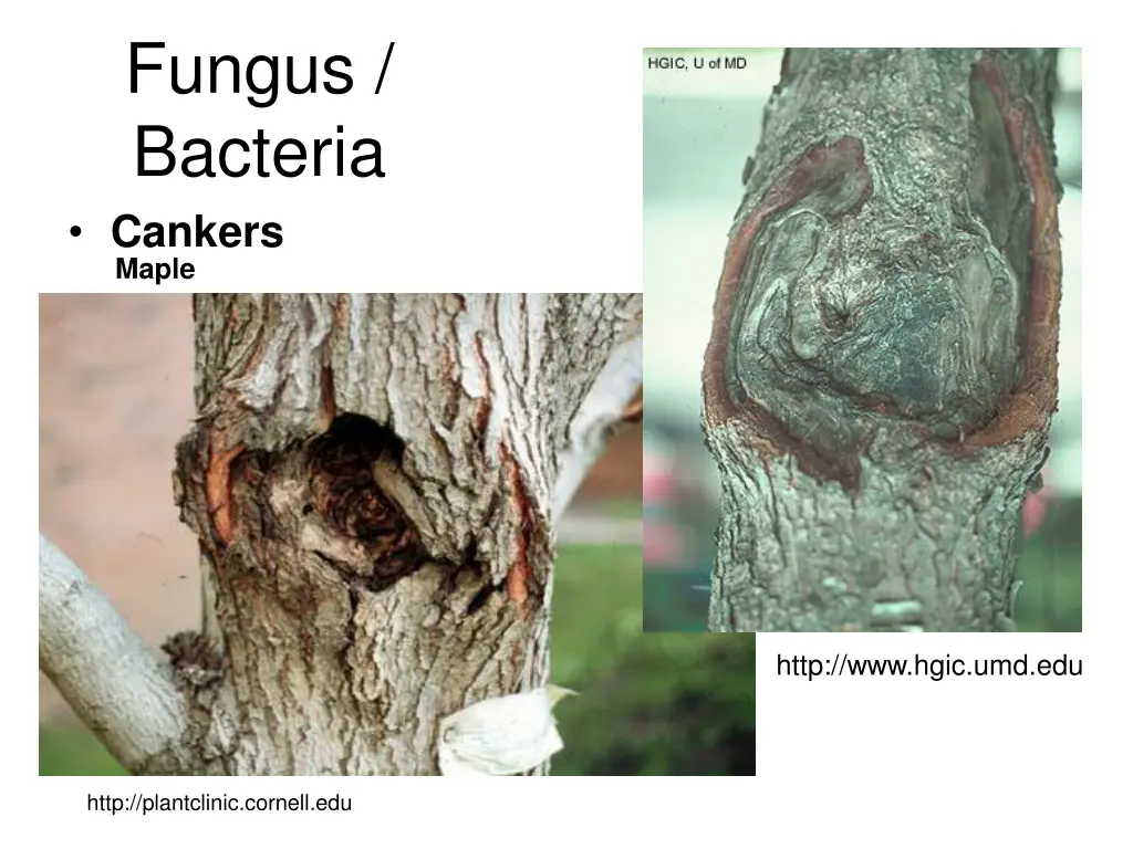 fungus bacteria 1